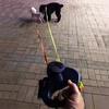 Retractable Lead Leash Double Tangle Dual Doggie 2 Dog 50 Pounds For Pet Dog