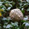 2pcs Straw Spherical Round Bird Nest Outdoor Garden Courtyard Simulation Ornaments Pet Toy Parrot Cage