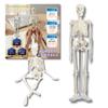After7 1/4 Scale Full Body Skeleton Model, Miniature Human Body Model, 45cm, Tabletop Skeleton Specimen, Bone Model, Movable Joints