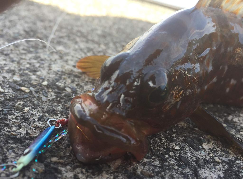 Abu Garcia Micro Jig Slim 1g Holo Shirasu Metal Jig Small Metal Jig SSMJSL1-HLSRU