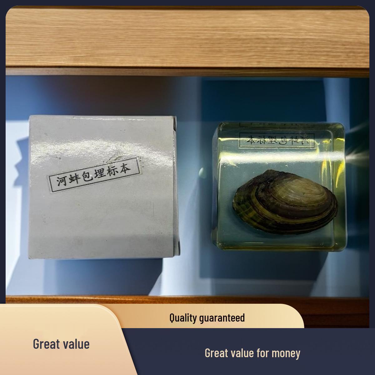 Real River Mussel Resin Ornament - Handmade Transparent Amber Specimen for Children s Learning & Observation Piece