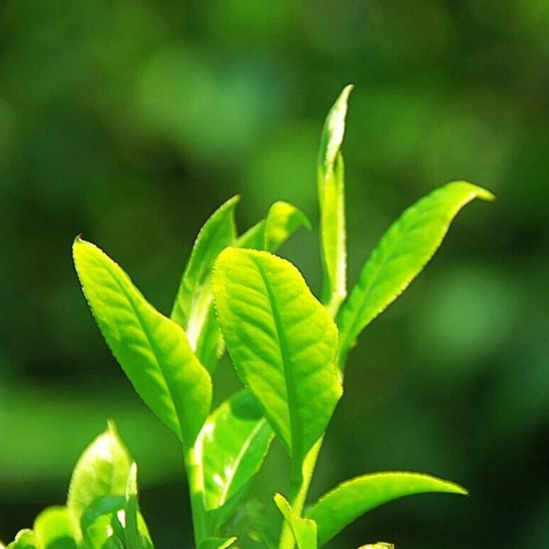 Dian Hong Black Leaf Tea, Golden Spirals, Chinese Black Tea