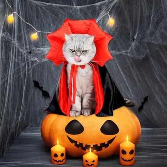 Dog Halloween Costume Cloak Small Outfit Cat Vampire Disguise Pet Wear Photo Memorial Easy Remove (Black)