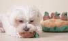 Haremaru Dog Potato Field Potato Educational Pet Stress Treat Squeaky Plush Toy Toy, Digging, Nosework, Toy, Relief, Hunting,
