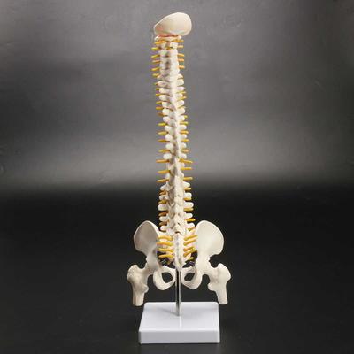 1 st 45 cm Mänsklig ryggrad med bäckenmodell Mänsklig anatomisk anatomi ryggrad medicinsk modell ryggradskolumnmodell