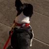 Luxus Echtes Leder Airtags Haustierhalsband Verstellbare Hundehalskette Für Welpen Mittelgroßen Hund Anti-Verlust Haustierhalsband Mit Airtag-Halter