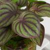 Artificial Amphibian Plants Terrarium Leaves Habitat Decor for Iguana for Turtle