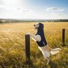 Noise-proof Dog Anxiety Vest Elastic Dog Calming Jacket Pet Anti-Scare Pullover  Separation