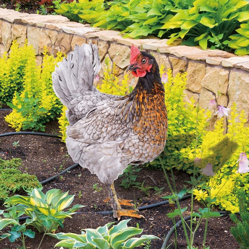 Chicken Garden Stakes Acrylic Yard Signs Outdoor Sculpture Statue Potted Plant Ornaments Garden Insert Yard Lawn Decor