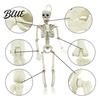 Simulation Bone Structure for Stage Setup Halloween Skeleton Decoration 3Ft Life Size Full Body Human Bone Realistic Posable Lifelike Decoration