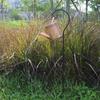 Solar Watering Can Garden Shower Light