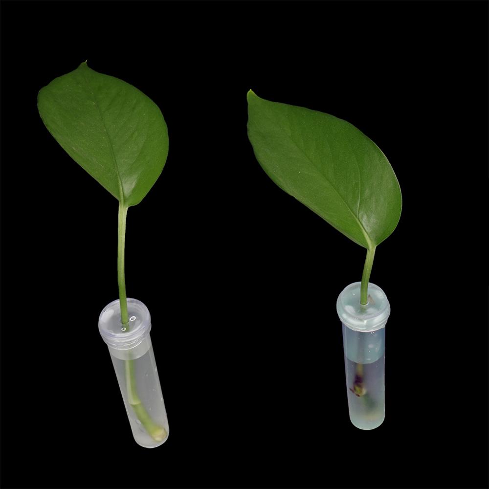 20Pcs Florist Water Container Transparent Plastic Flower Test Tubes Flower Arrangement Tubess With Cap For Flower Arrangements