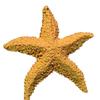 2 Stück Aquarium Ornament Mediterranes Harz Mini Seestern Aquarium Dekoration