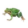 Genuine Gacha Toy Bio Guide Rana Nigromaculata Frog with Movable Joints Action Figure Toys