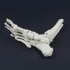 Life Size Human Foot Ankle Model Medical Anatomy Foot Skeleton Model with Base for Medical Classroom Education Learning