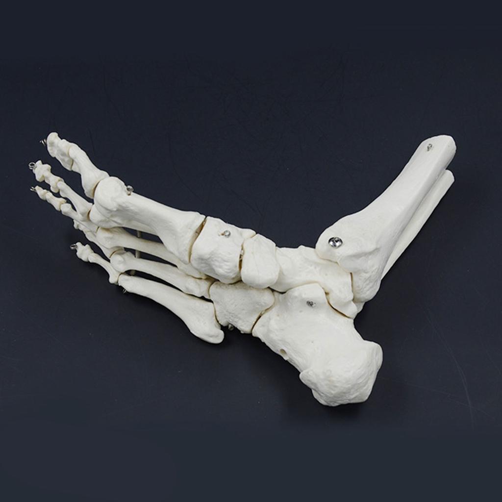 Life Size Human Foot Ankle Model Medical Anatomy Foot Skeleton Model with Base for Medical Classroom Education Learning