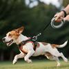 250Cm/98.43In Automatic Retractable Dog Leash Outdoor Training Pet Leash For Small Medium Dog Durable Puppy Lead Dog Accessories