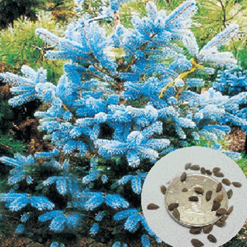 Getreide Belarn 50 Stücke Blaufichte Samen Garten Hof Hof Zierpflanze