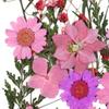 Pressed Dried Flowers Leaves Kits Handcrafts Embellishments Dry Pressing Floral Set Real