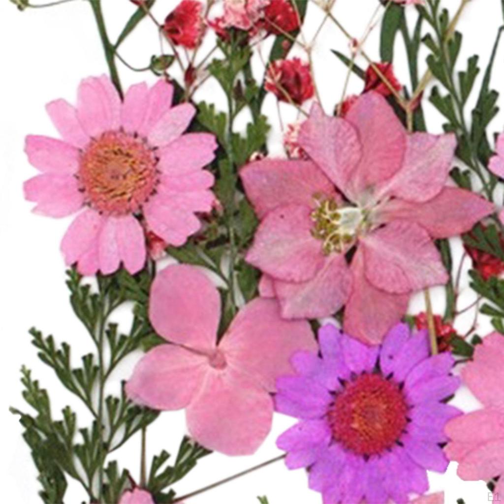 Pressed Dried Flowers Leaves Kits Handcrafts Embellishments Dry Pressing Floral Set Real