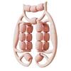 Massage Roller Multifunctional Ring Leg Roller Muscle Roller 18 Wheels Pink