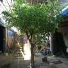 Large Indoor Artificial Banyan Tree for Landscaping and Decoration