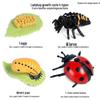 Montessori Cognitive Models: Sea Turtle, Hen, Frog, Snail, Butterfly, Bee Growth Cycle Toys