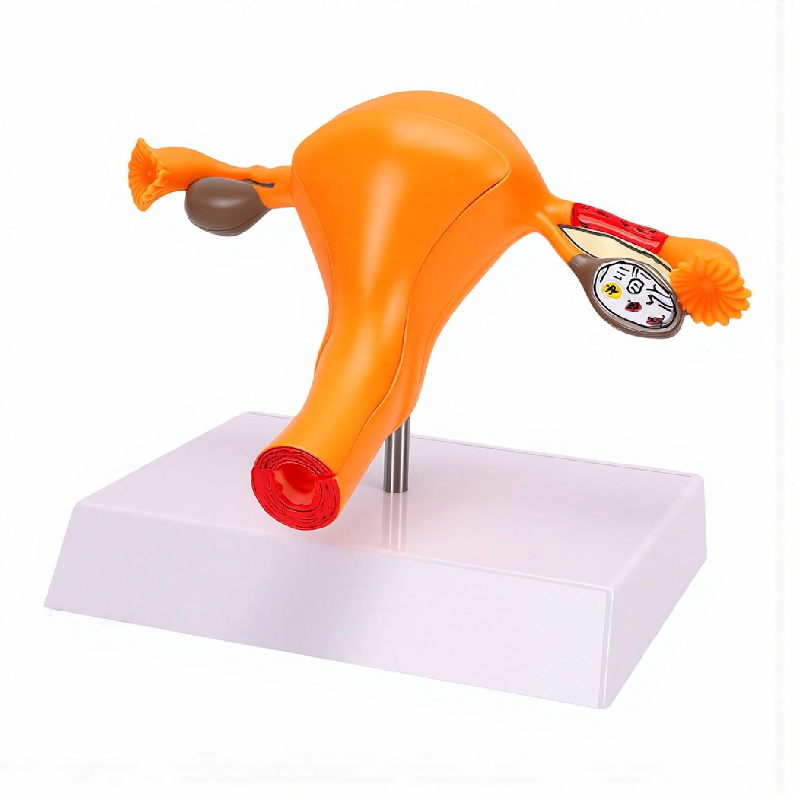 Female Reproductive System Model Life Size Uterus Ovary and Fallopian Tube Anatomy Model