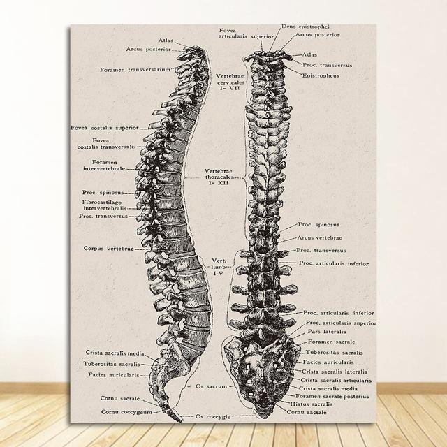 Vintage-Poster und Drucke, Arztbüro, Dekoration, Skelett, anatomischer Schädel, Leinwandgemälde, menschliche Anatomie, Wandkunst, Krankenhaus