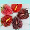Anthurium Andraeanum Linden Artificial Mini Plant For Home Decor And Photography Props