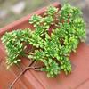 Pine Needle Juniper Artificial Bonsai with Dried and Plastic Pine Leaves
