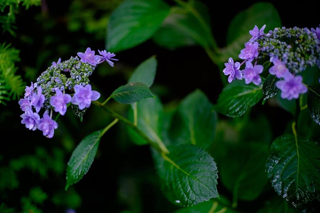 7artisans 25mm Z Mount Single Focus Lens for Nikon Chinese MF Manual Focus Black F1.8 Z, APS-C,