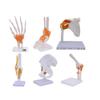 1:1 Human Skeletal Joint Model: Knee, Shoulder, Elbow, Hand, Foot, Hip