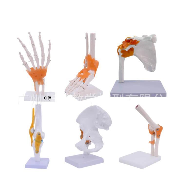 1:1 Human Skeletal Joint Model: Knee, Shoulder, Elbow, Hand, Foot, Hip