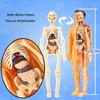 Children's STEM Cognitive Educational Toy, Detachable and Assembled, Full Body Skeletal Model, Puzzle Early Education Toy