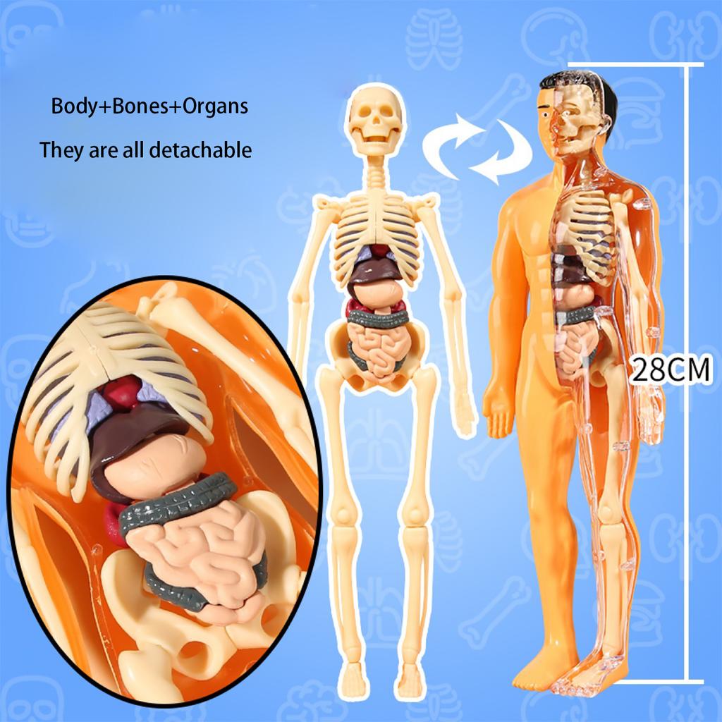 Children's STEM Cognitive Educational Toy, Detachable and Assembled, Full Body Skeletal Model, Puzzle Early Education Toy