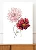 Poster Pink Flowers Vintage