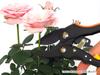 Justem Lightweight pruning shears for cutting everything from flowers to tree Ratchet easy to use with minimal Ideal for women and the Ratchet Pruning