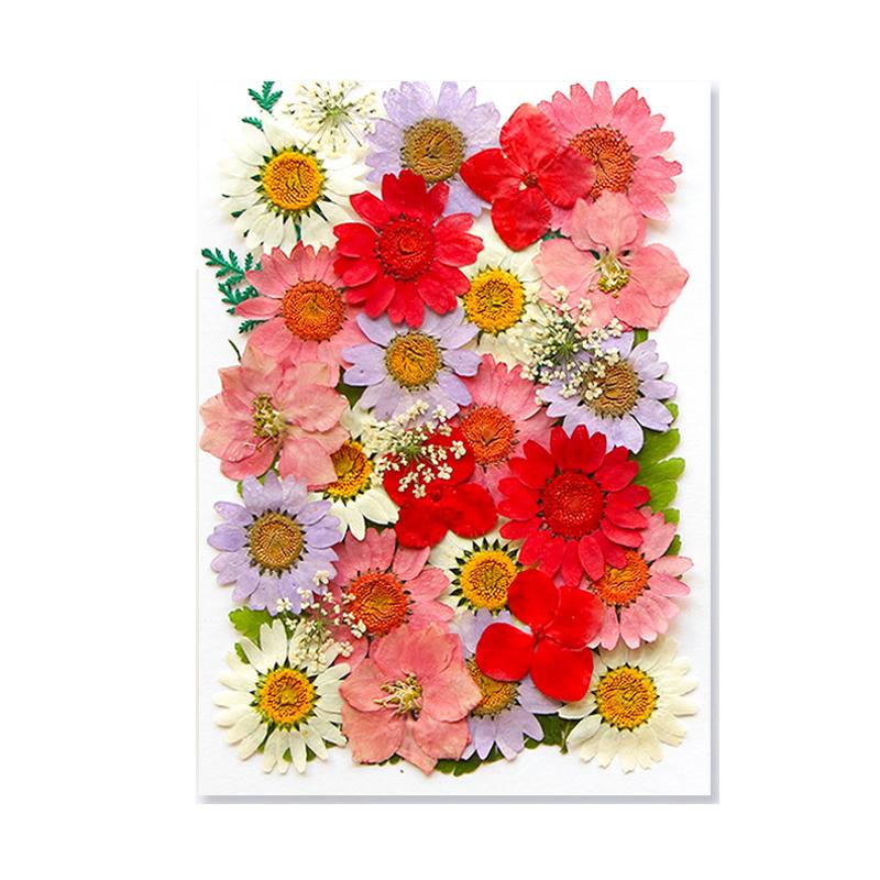 Dried Flowers Real Natural Plant Pressed Flower For Epoxy Resin Filling DIY Keychain Pendant Silicone Mold Jewelry Making Crafts