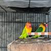 4 Stück Papagei Schleifstab Geschliffener Sitzstab Kralle Nagelschleifer Vogelkäfig Ständer Sitzstange Knabber Kletterzubehör für Schnabel