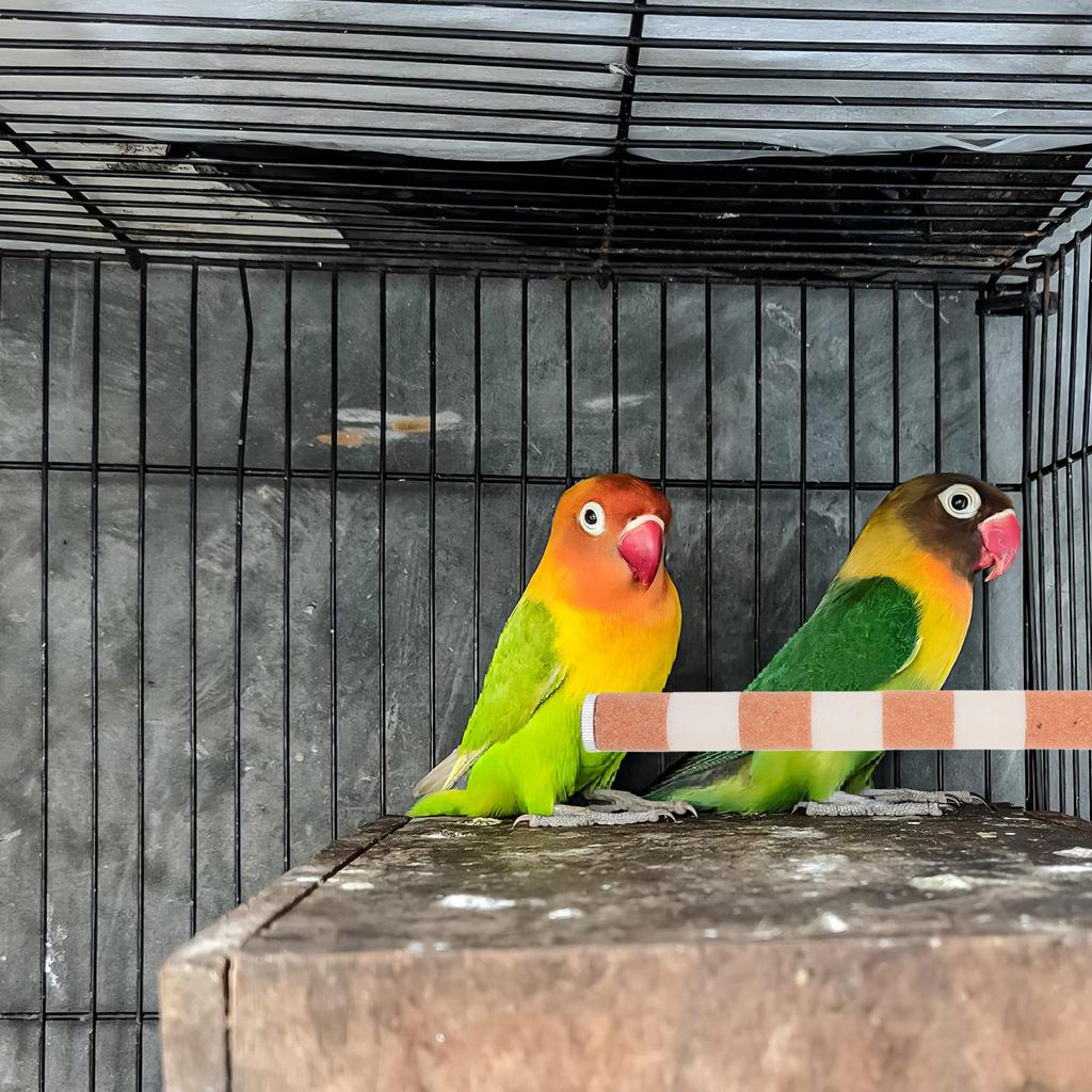 4 Stück Papagei Schleifstab Geschliffener Sitzstab Kralle Nagelschleifer Vogelkäfig Ständer Sitzstange Knabber Kletterzubehör für Schnabel
