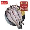 Pui de mare congelat proaspăt prins din Zhoushan