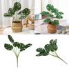 Monstera Plant Deliciosa Liebm Leaves Wall Greenery Enhancement Decor