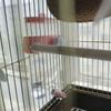Wall Mount Bird Water Drinker 360ML with Scale Rabbit Water Dispenser Large Capacity Portable Pet Hanging Feeder