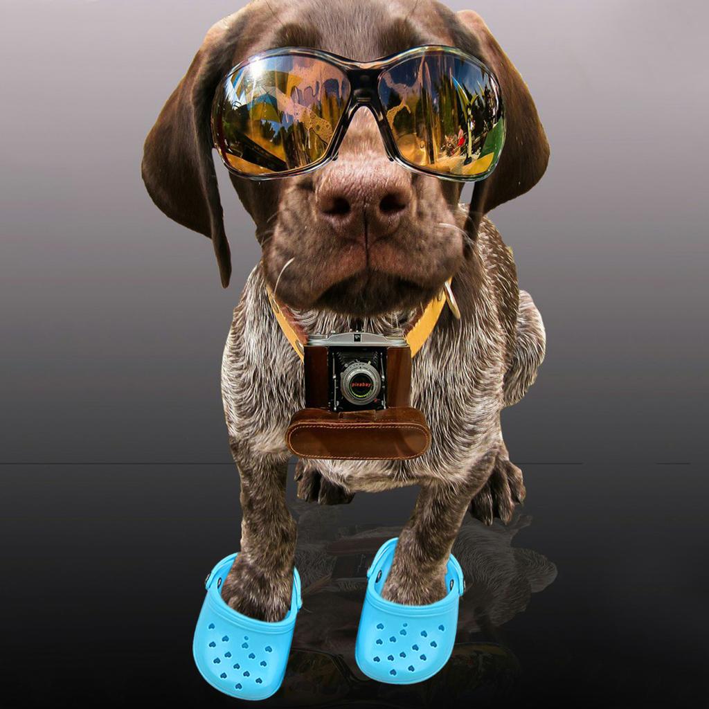 Giocattolo Masticabile per Cani Pantofole Traspiranti per Animali Domestici Calzature Antiscivolo per Cani di Taglia Grande Scarpe Bucate Color Caramella Scarpe per Cani Traspiranti in Rete Estive