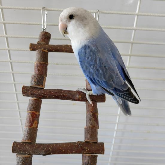 Hračka pro lezení papoušků Vysoká odolnost Přírodní Volně mění tvar Odolná proti kousání Jednoduchá instalace