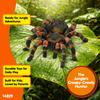 Schleich Wildlife Tarantula Ages Realistic Animal Toy 14829 Figurine, 3+,