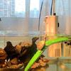 For Turtle Basking Ledges Floating Lifelike Calcium Supplement Resting Platform Sunbathing Resting for Play Calcium Supp