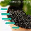 Carbonized Rice Husk Fertilizer: Orchid, Succulent, Vegetable Soil Amendment.