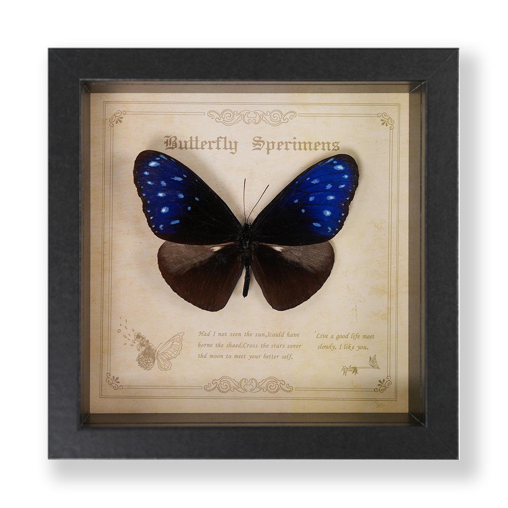 Green Banded Swallowtail Butterfly Specimen Decorative Painting - Real Insect for Display